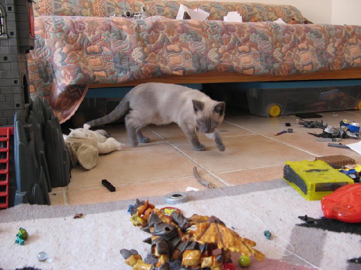 2007-03 Saphir 010.jpg